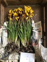 Load image into Gallery viewer, eau de parfum HORTUS CONCLUSUS tulipa