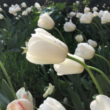 Afbeelding in Gallery-weergave laden, Tulip ‘Ronald van der Hilst’ - 50p