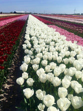 Afbeelding in Gallery-weergave laden, Tulip ‘Ronald van der Hilst’ - 50p