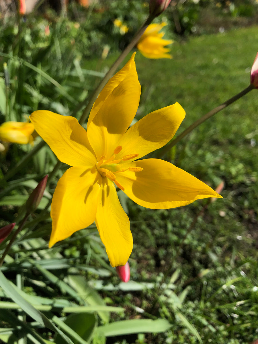 eau de parfum HORTUS CONCLUSUS tulipa – Ronald van der Hilst shop