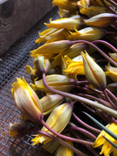 Load image into Gallery viewer, eau de parfum HORTUS CONCLUSUS tulipa