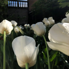 Afbeelding in Gallery-weergave laden, Tulip ‘Ronald van der Hilst’ - 50p
