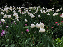 Afbeelding in Gallery-weergave laden, Tulip ‘Ronald van der Hilst’ - 50p
