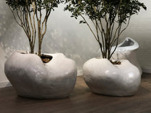 Load image into Gallery viewer, Rhizome No.1 - tree planter
